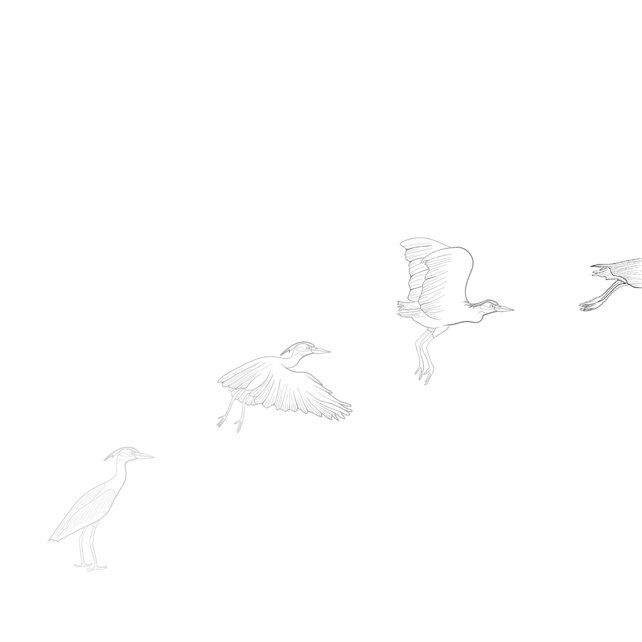 Light to dark line art sequence in four stages, a Night Heron bird standing then taking flight