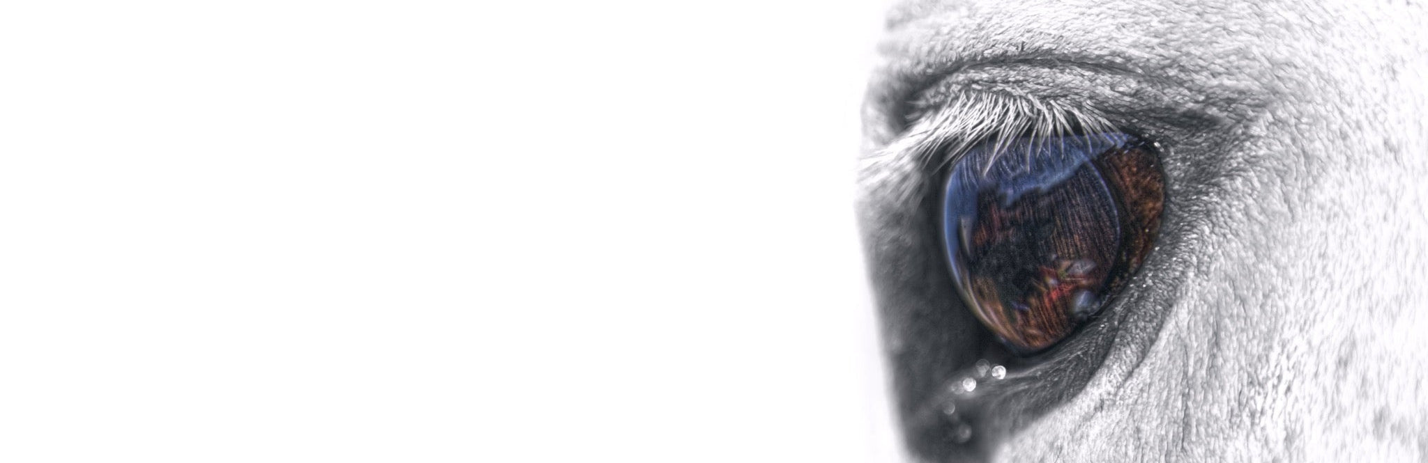 Closeup of the brown eye and lashes of a white horse with gray spots on a bright white background